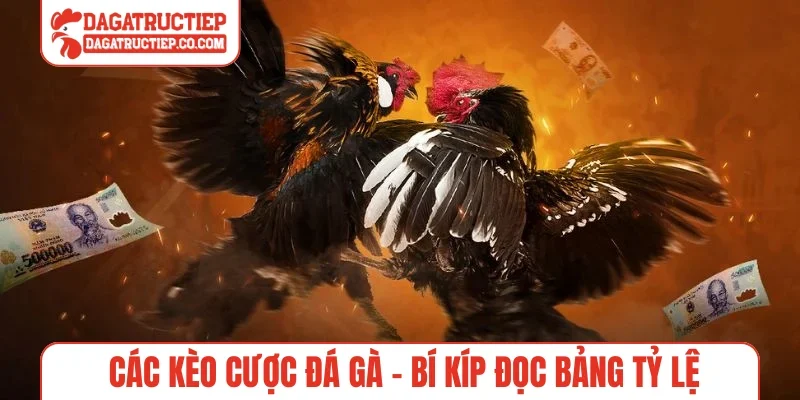 Các kèo cược đá gà