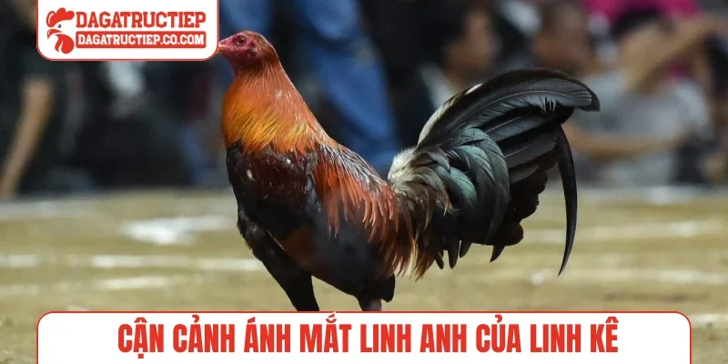 Cận cảnh ánh mắt linh anh của linh kê