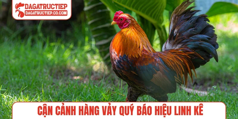 Cận cảnh hàng vảy quý báo hiệu linh kê