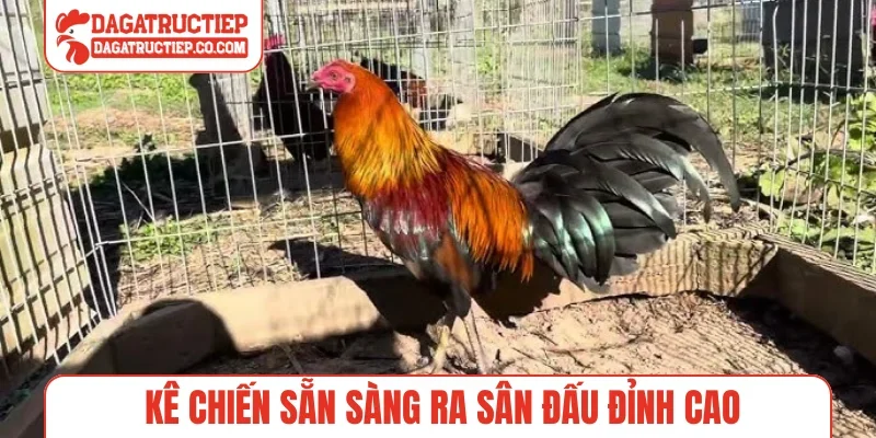 Kê chiến sẵn sàng ra sân đấu đỉnh cao