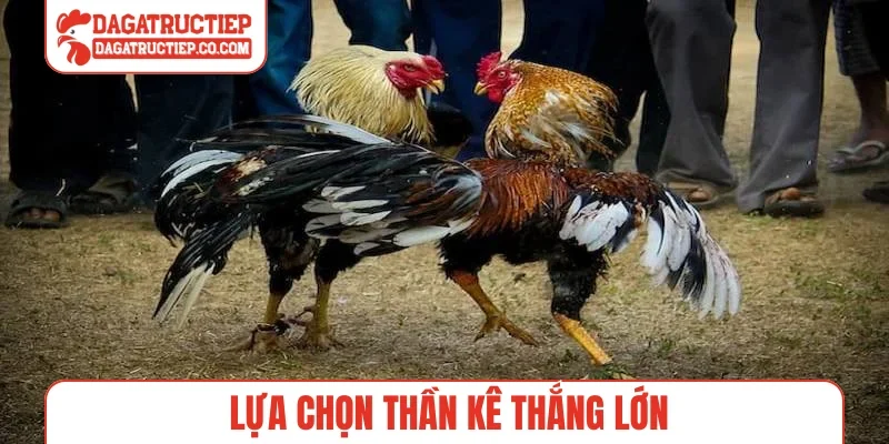Lựa chọn thần kê thắng lớn