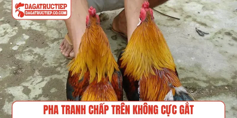 Pha tranh chấp trên không cực gắt
