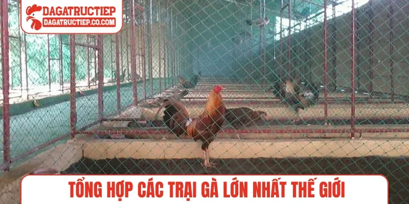 Tổng hợp các trại gà lớn nhất thế giới