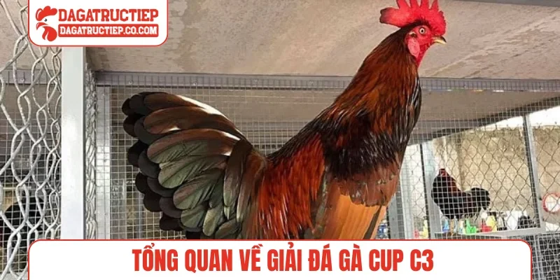 Tổng quan về giải đá gà cup C3