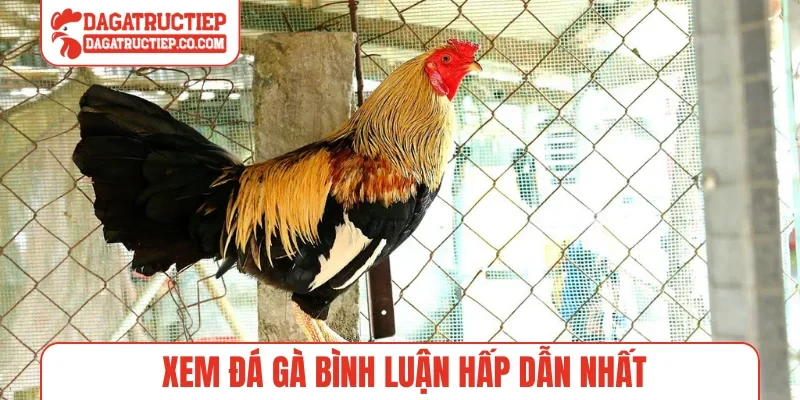 Xem đá gà bình luận hấp dẫn nhất
