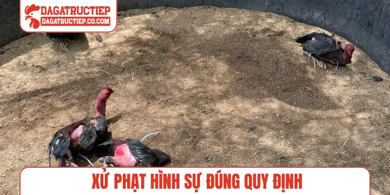 Xử phạt hình sự đúng quy định